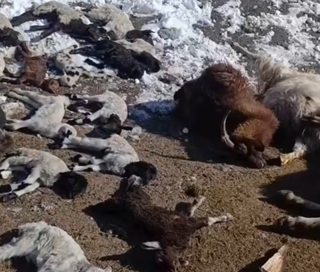 Van’da ahırda feci yangın: 67 küçükbaş hayvan telef oldu
