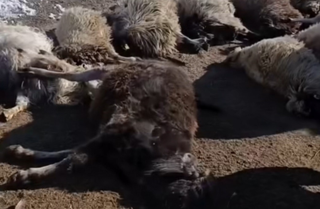 Van’da ahırda feci yangın: 67 küçükbaş hayvan telef oldu
