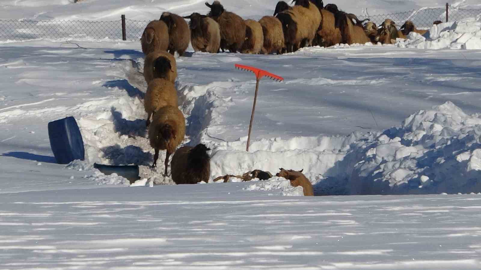Van’da besicilerin karda zorlu mesaisi sürüyor

