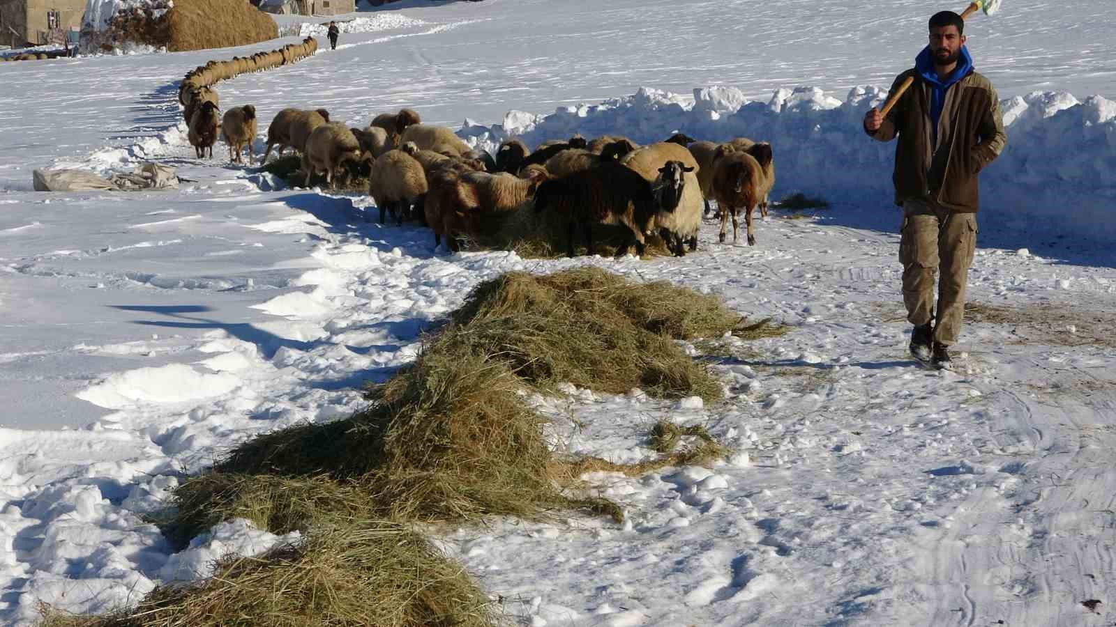 Van’da besicilerin karda zorlu mesaisi sürüyor
