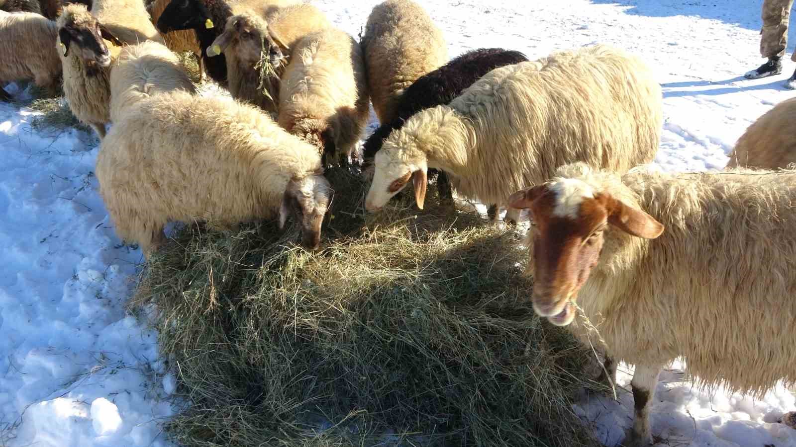 Van’da besicilerin karda zorlu mesaisi sürüyor
