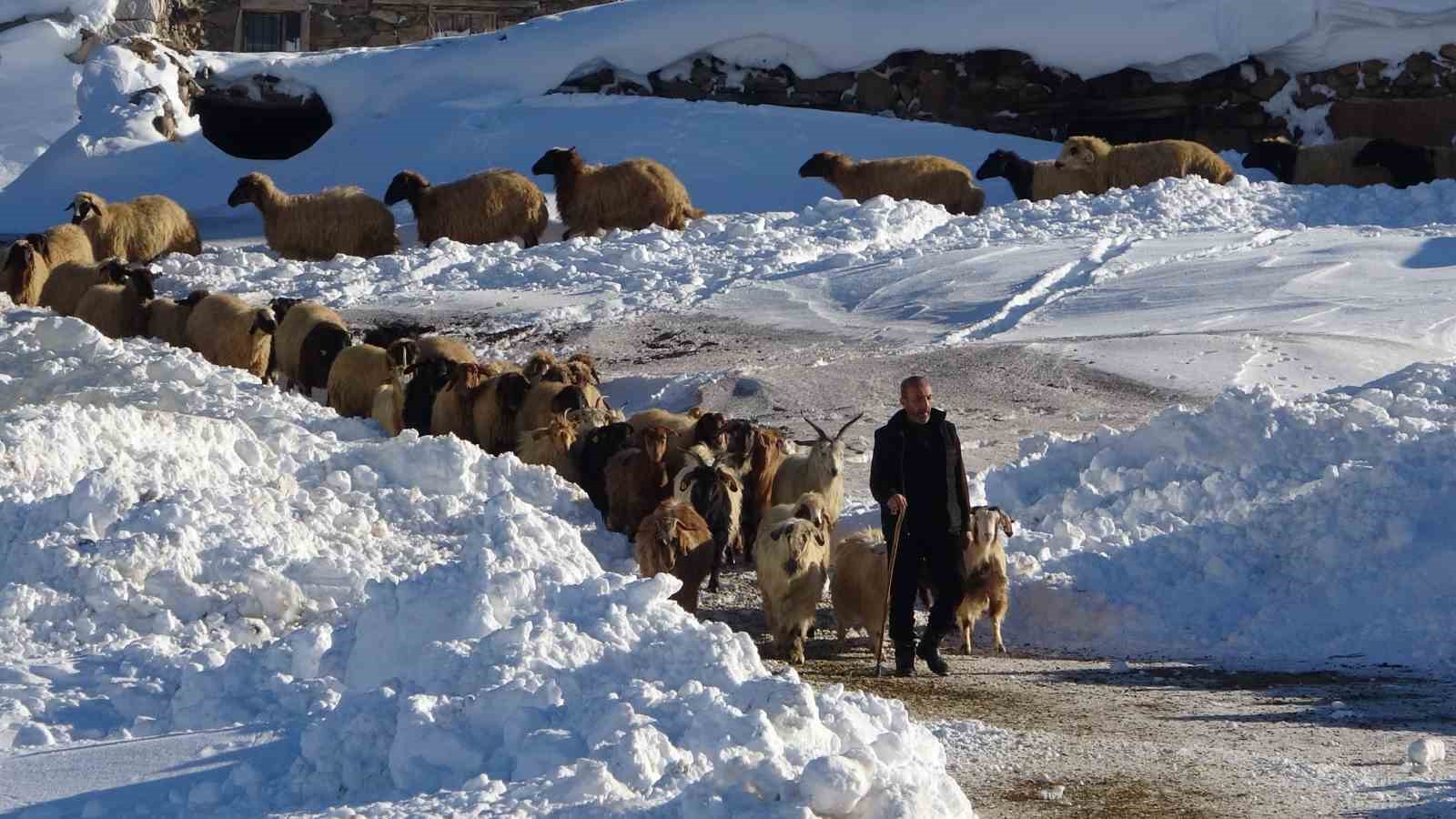Van’da besicilerin zorlu kış mesaisi
