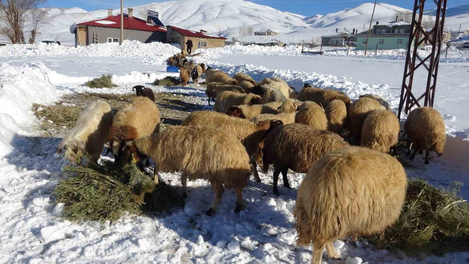 Van’da besicilerin zorlu kış mesaisi
