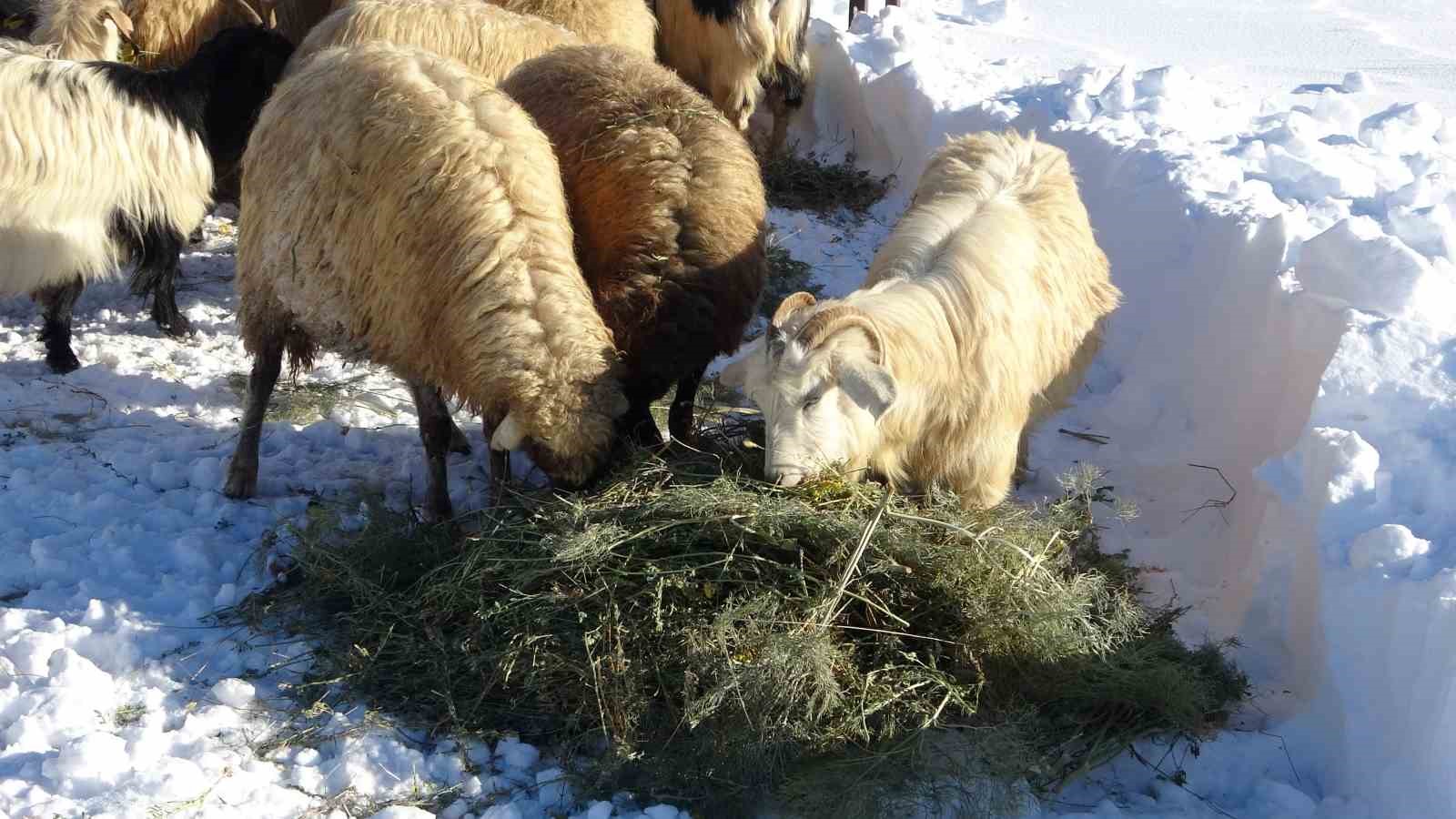 Van’da besicilerin zorlu kış mesaisi
