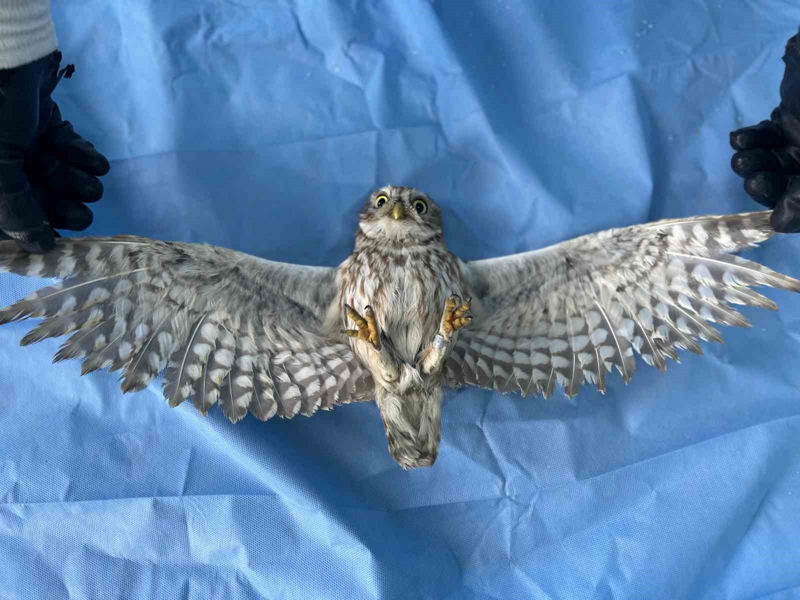 Van’da bitkin düşen yaban hayvanlarına şefkat eli
