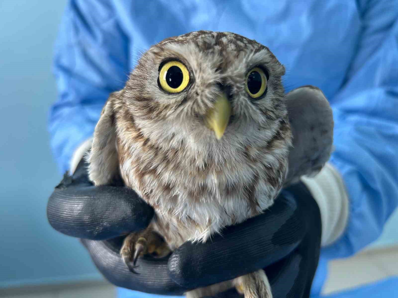 Van’da bitkin düşen yaban hayvanlarına şefkat eli
