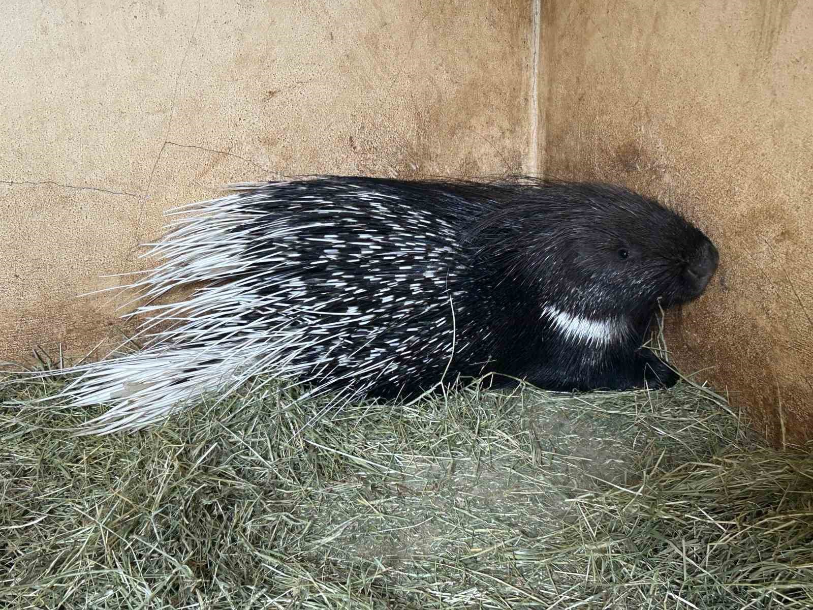 Van’da bitkin düşen yaban hayvanlarına şefkat eli
