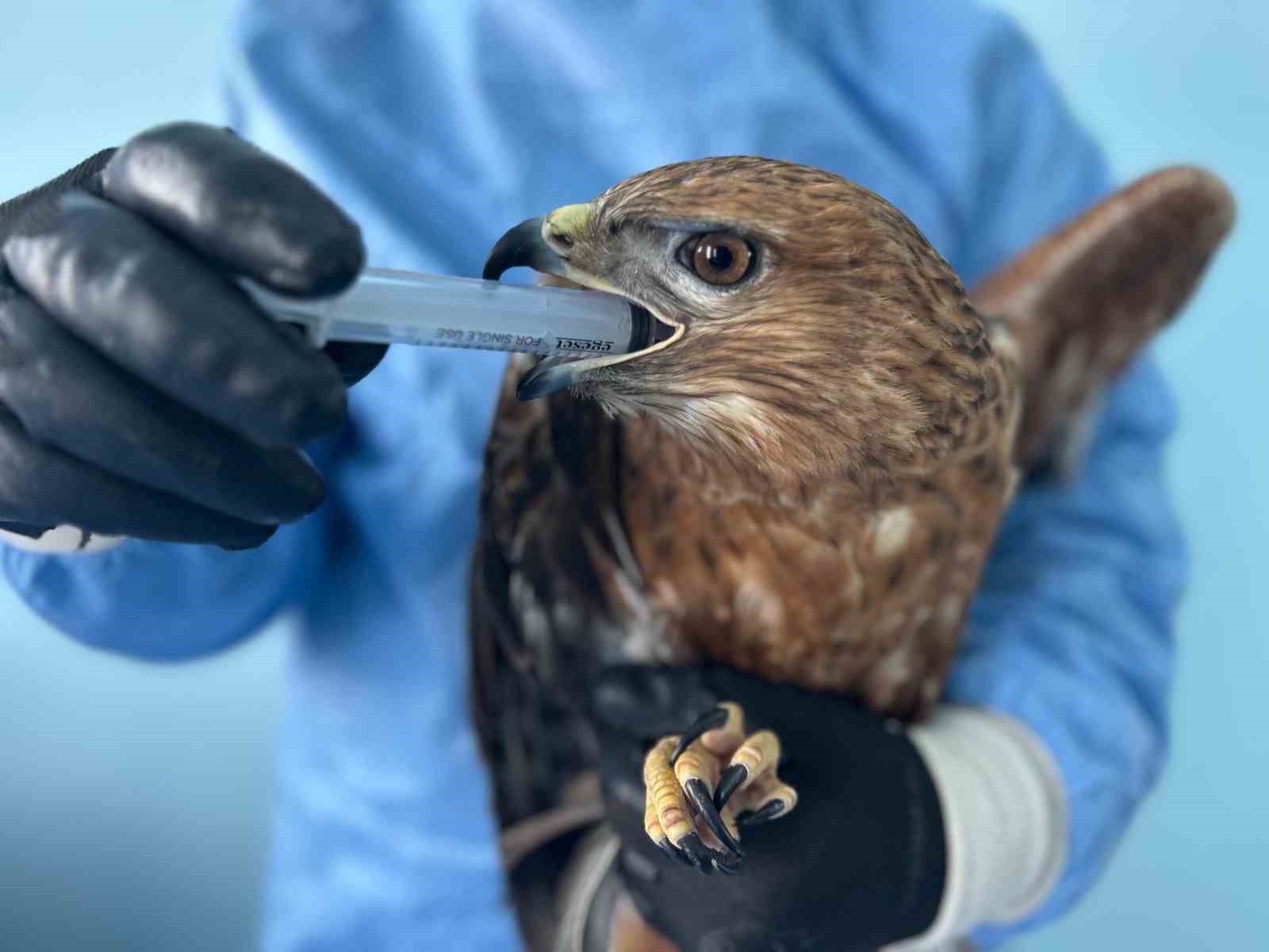 Van’da bitkin düşen yaban hayvanlarına şefkat eli
