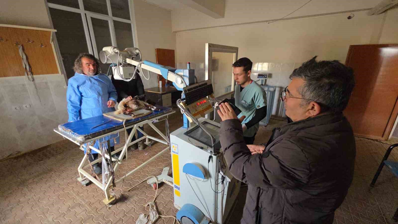 Van’da deprem sonrası enkaz altından yaralı çıkarılan kuzular tedavi altına alındı
