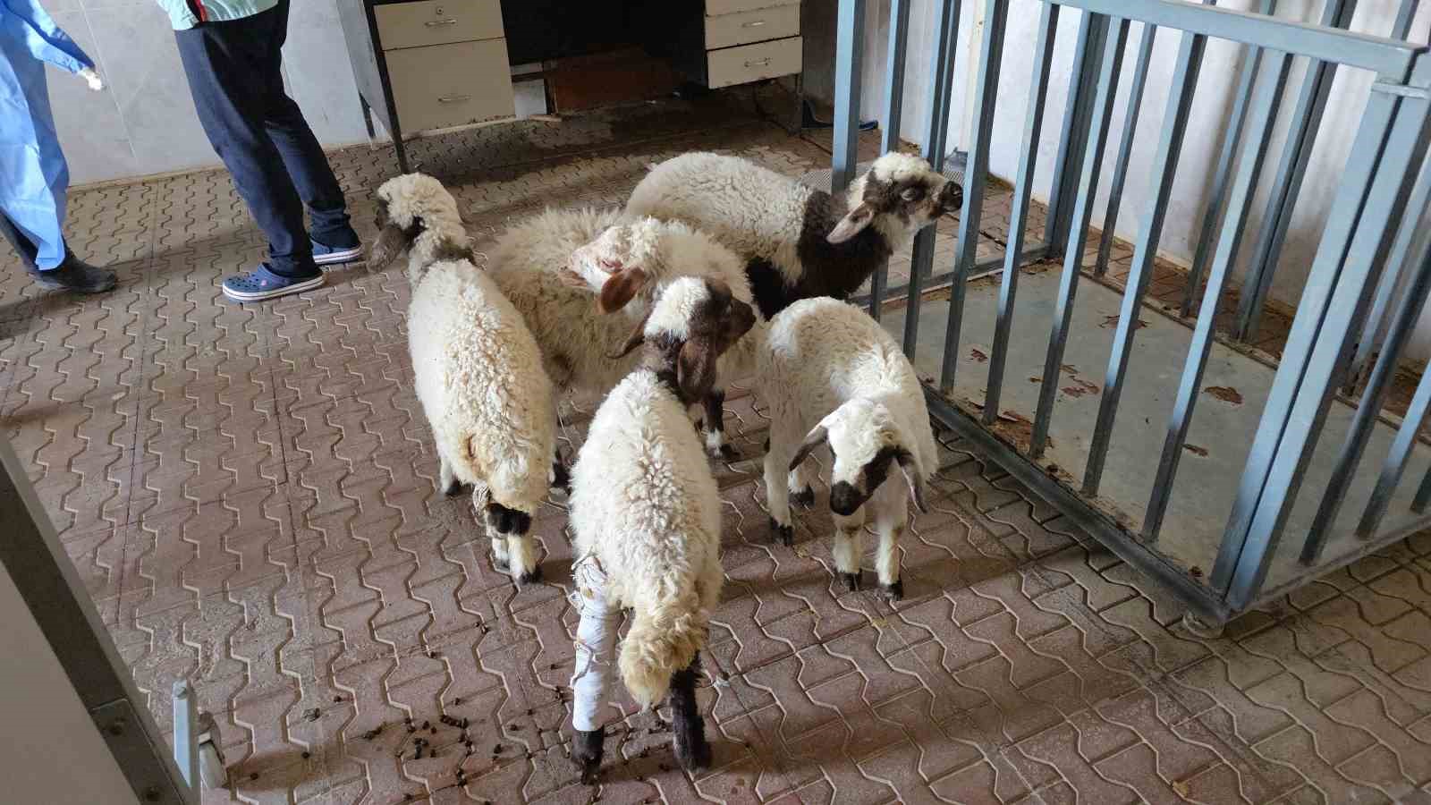 Van’da deprem sonrası enkaz altından yaralı çıkarılan kuzular tedavi altına alındı
