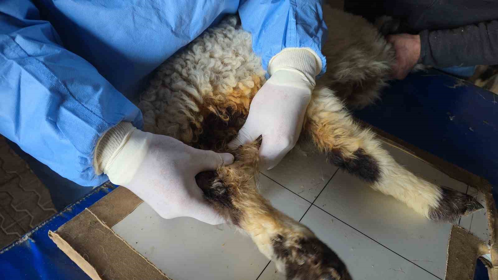 Van’da deprem sonrası enkaz altından yaralı çıkarılan kuzular tedavi altına alındı
