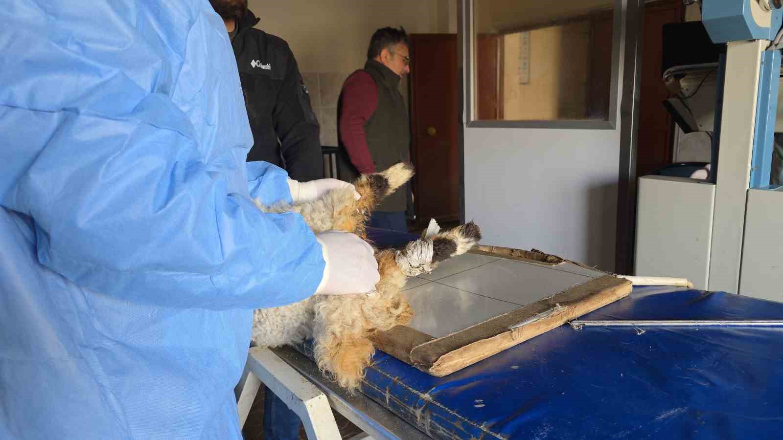 Van’da deprem sonrası enkaz altından yaralı çıkarılan kuzular tedavi altına alındı
