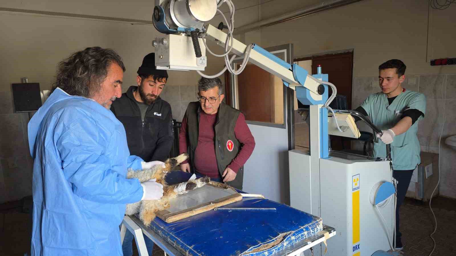 Van’da deprem sonrası enkaz altından yaralı çıkarılan kuzular tedavi altına alındı
