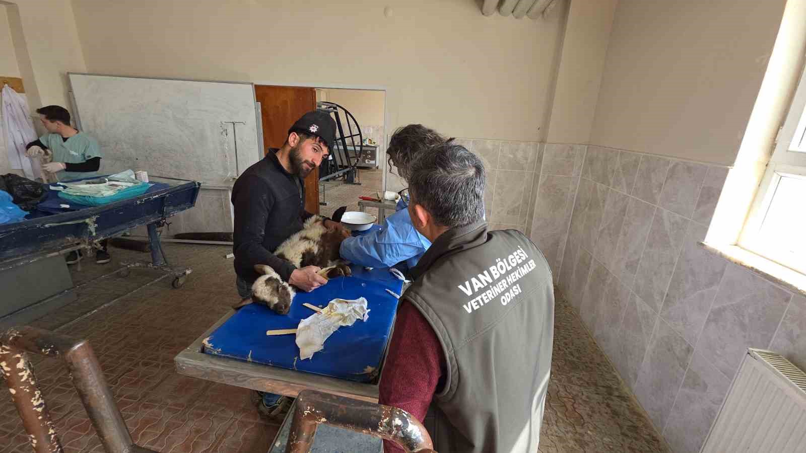 Van’da deprem sonrası enkaz altından yaralı çıkarılan kuzular tedavi altına alındı
