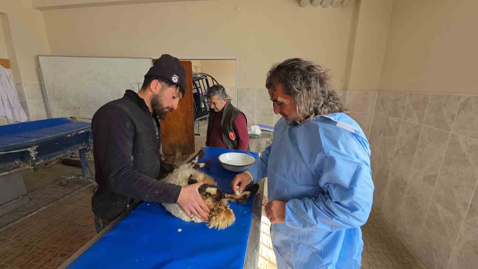 Van’da deprem sonrası enkaz altından yaralı çıkarılan kuzular tedavi altına alındı
