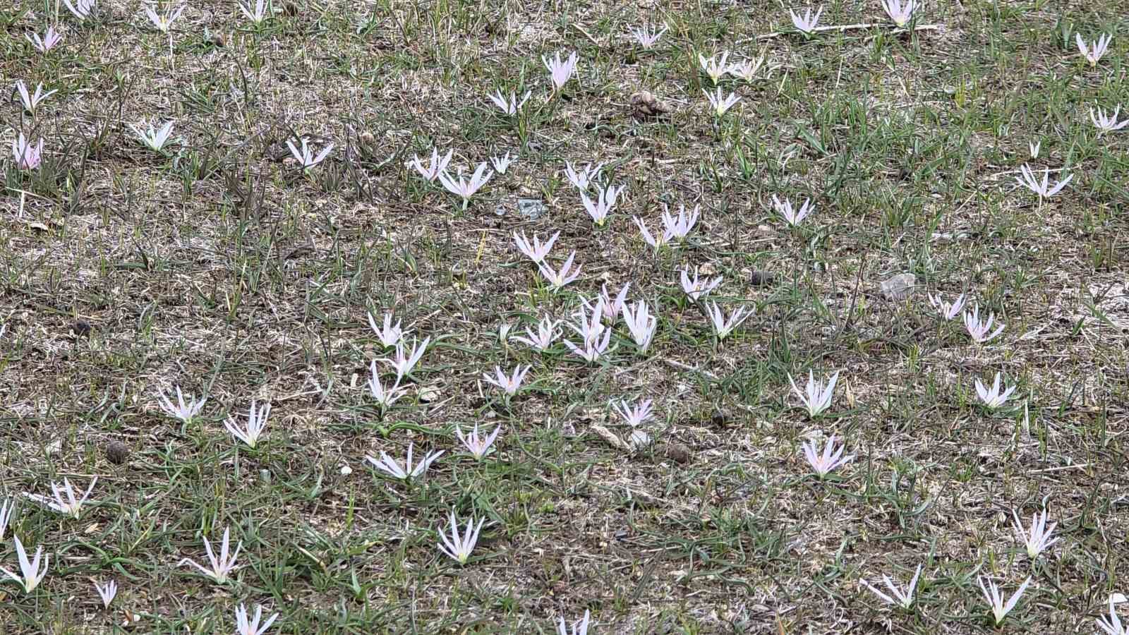 Van’da iki mevsim bir arada: Bir yanda bahar, diğer yanda kış
