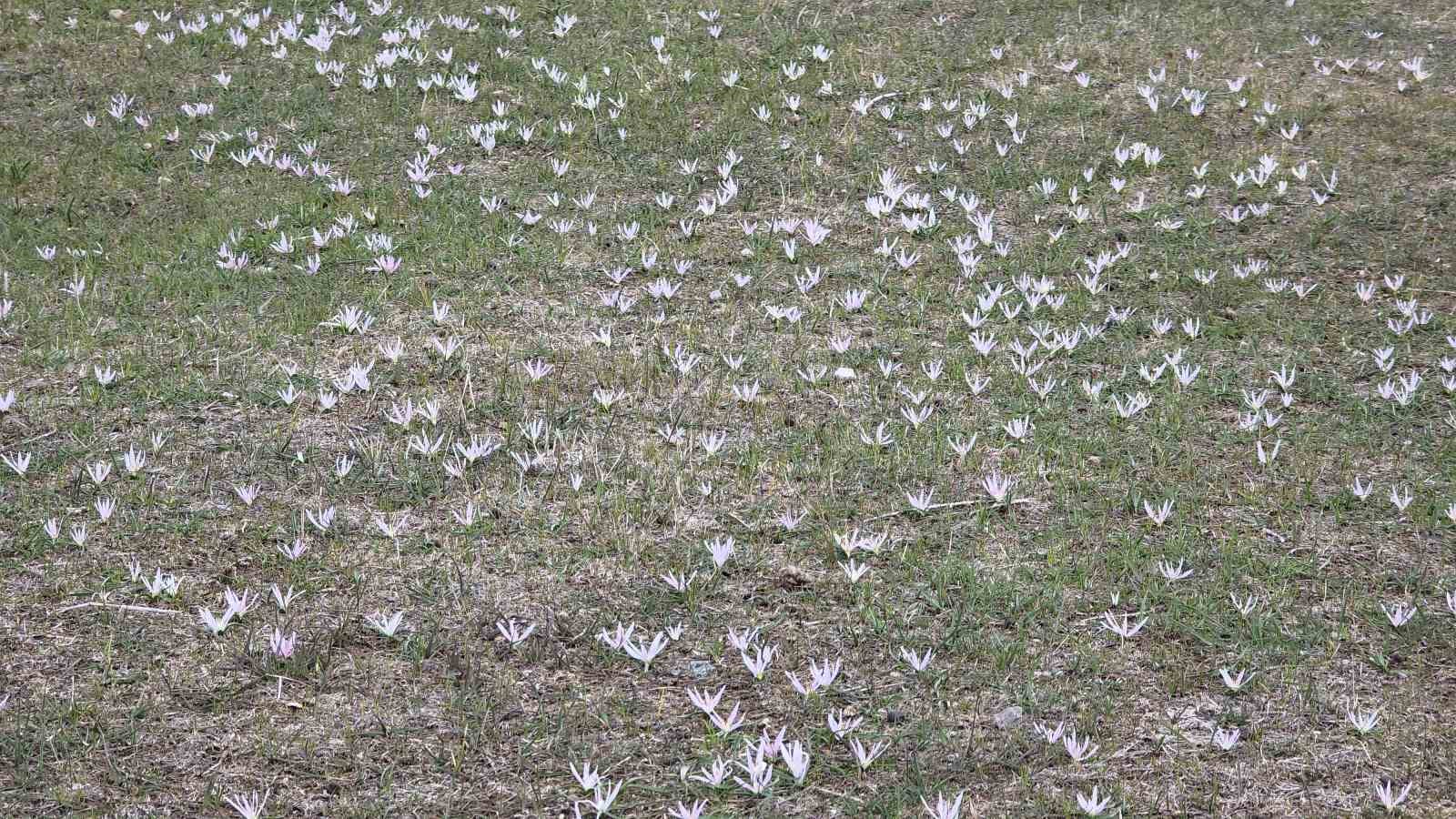 Van’da iki mevsim bir arada: Bir yanda bahar, diğer yanda kış
