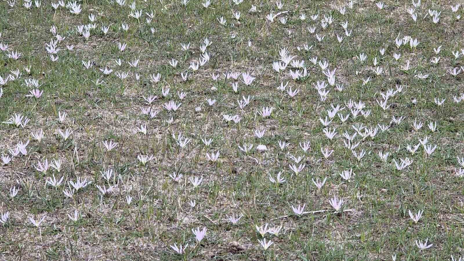 Van’da iki mevsim bir arada: Bir yanda bahar, diğer yanda kış

