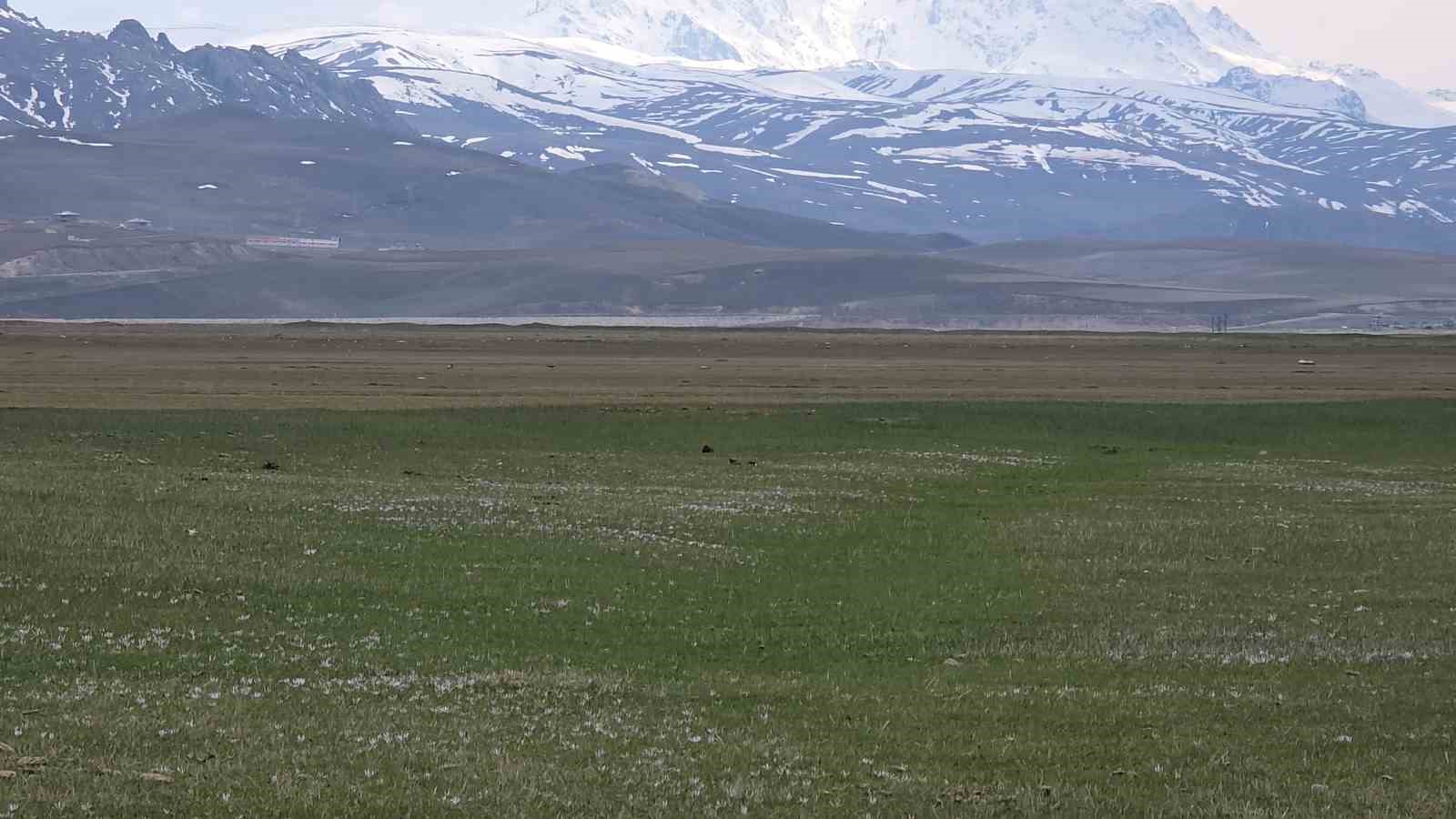 Van’da iki mevsim bir arada: Bir yanda bahar, diğer yanda kış

