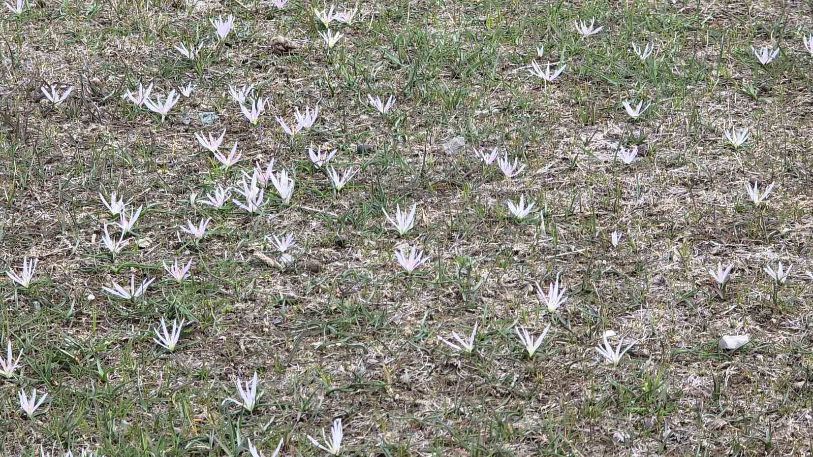 Van’da iki mevsim bir arada: Bir yanda bahar, diğer yanda kış
