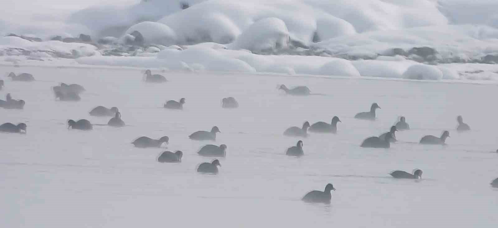 Van’da Kaz Gölü kuşların mekanı oldu
