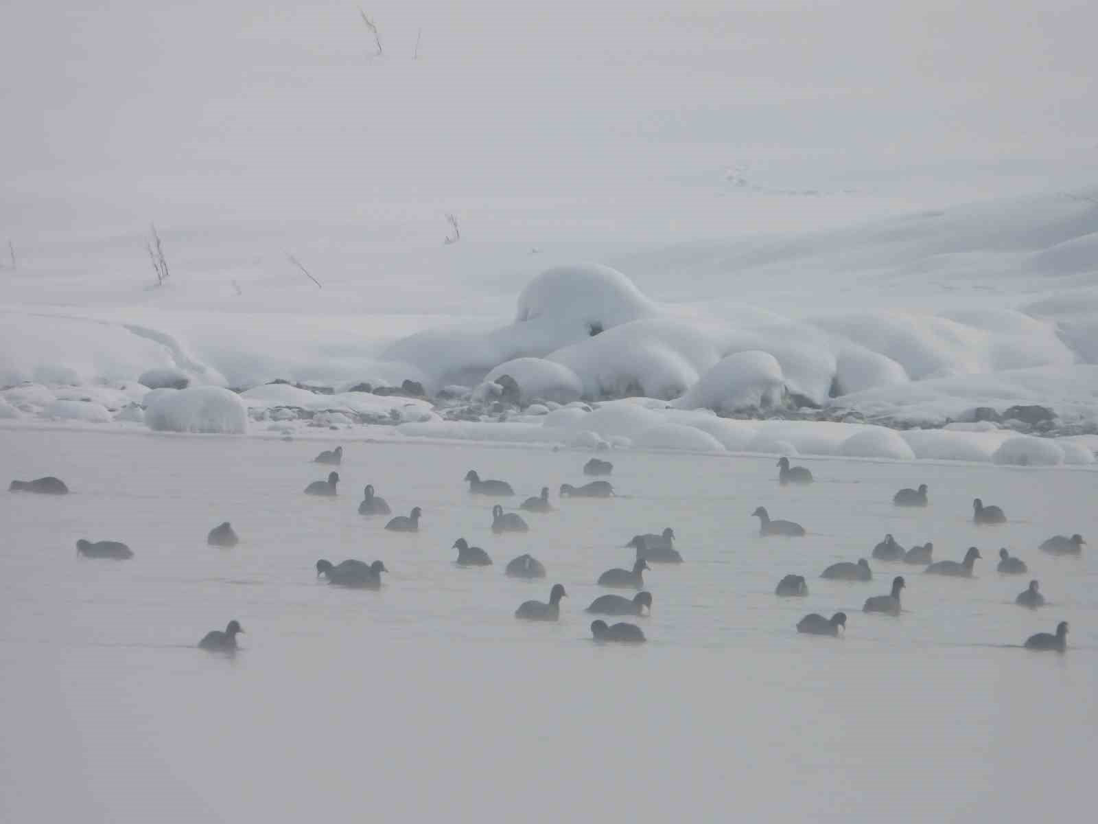 Van’da Kaz Gölü kuşların mekanı oldu
