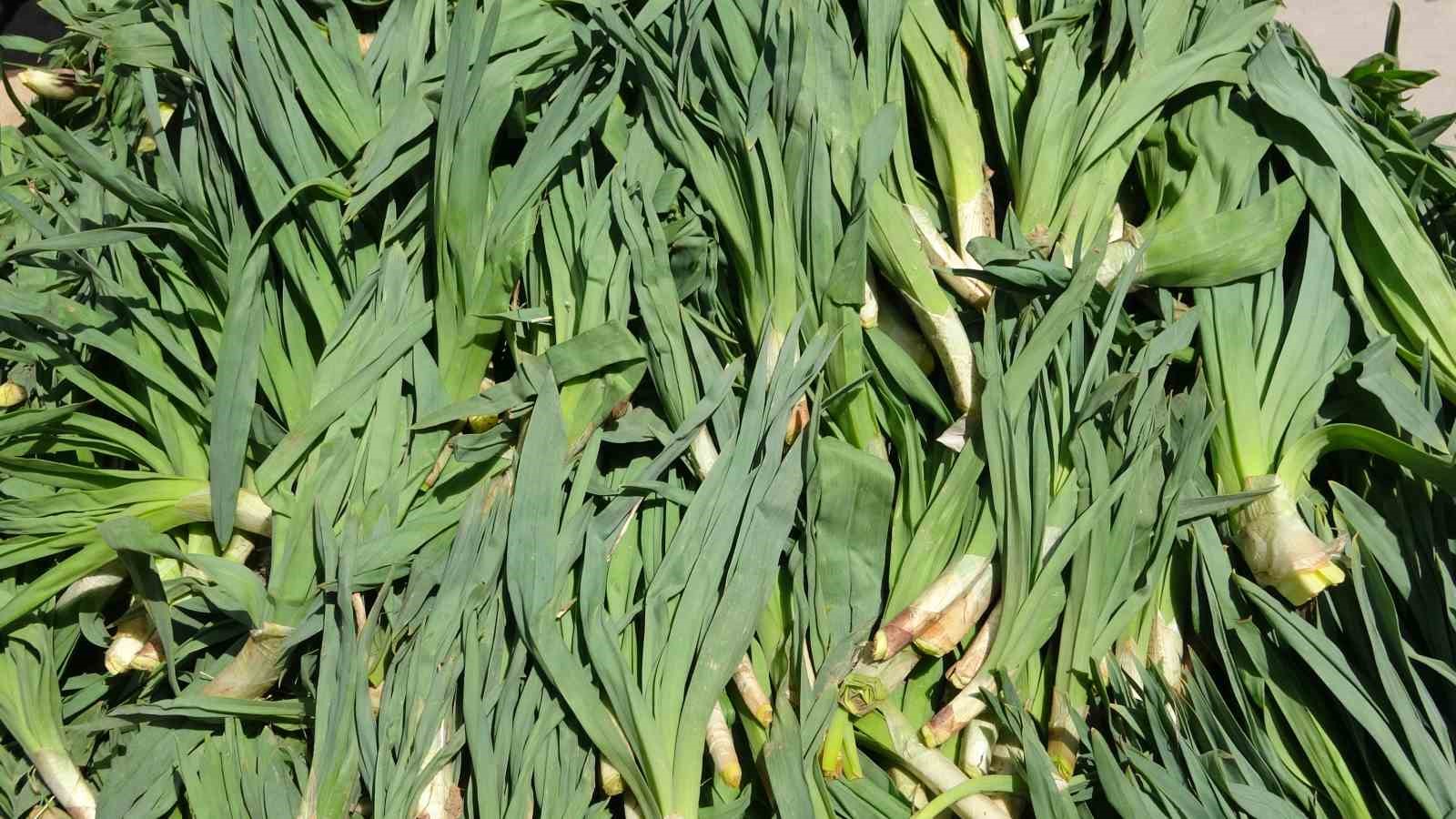 Van’da şifa kaynağı ‘çiriş otu’ tezgahlardaki yerini aldı
