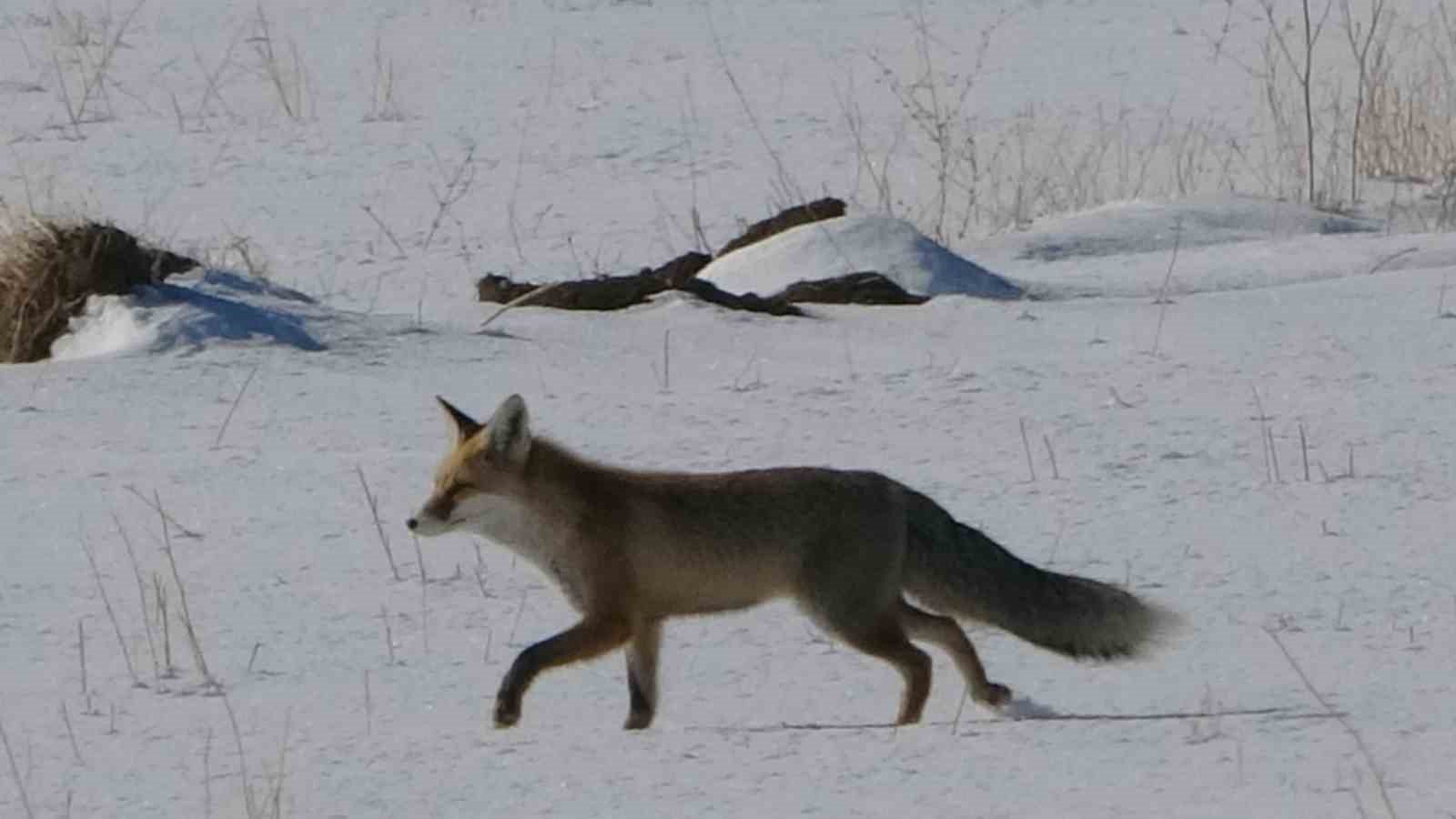 Van’da tilkilerin kar altındaki fare avı görüntülendi
