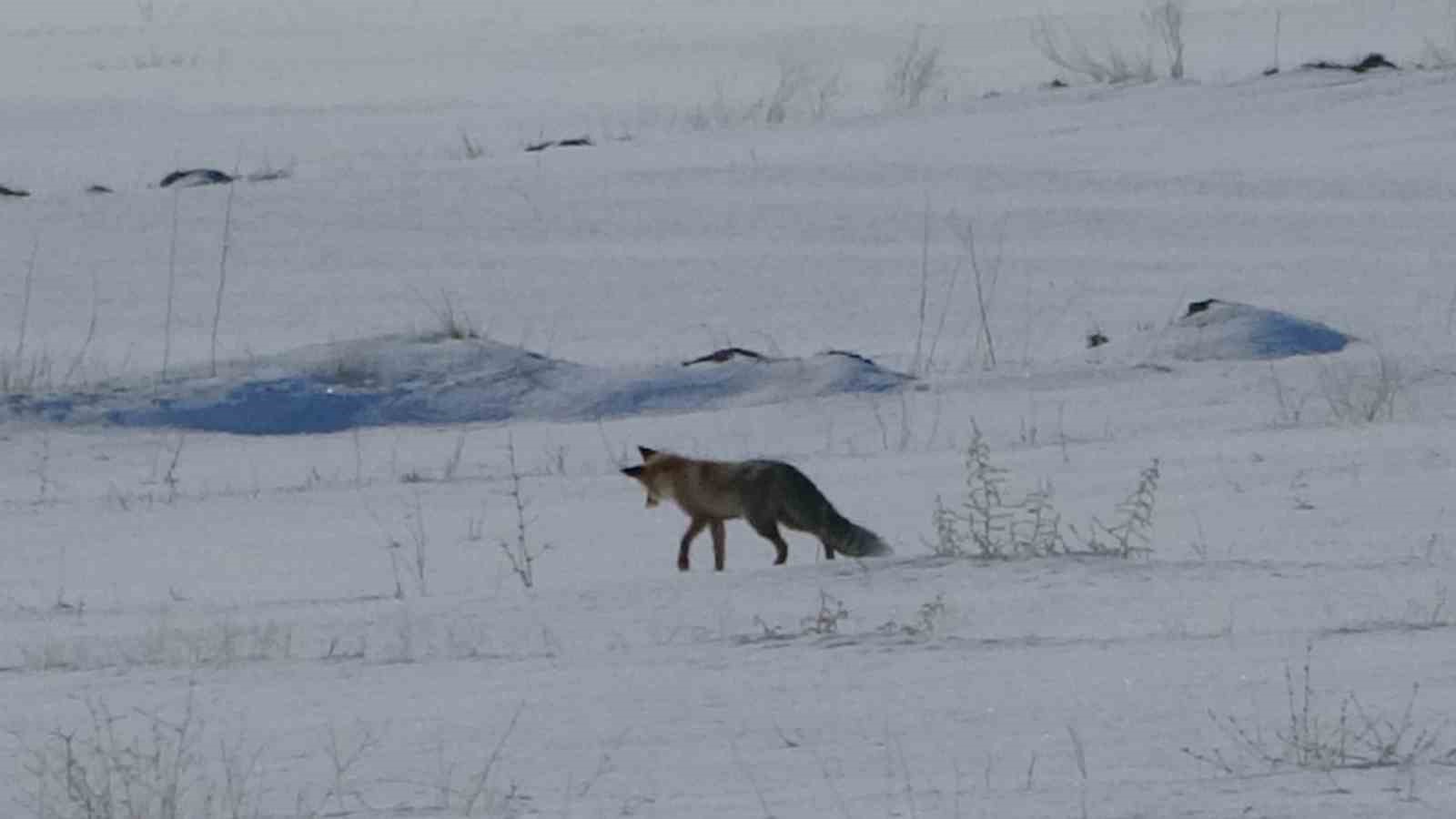 Van’da tilkilerin kar altındaki fare avı görüntülendi

