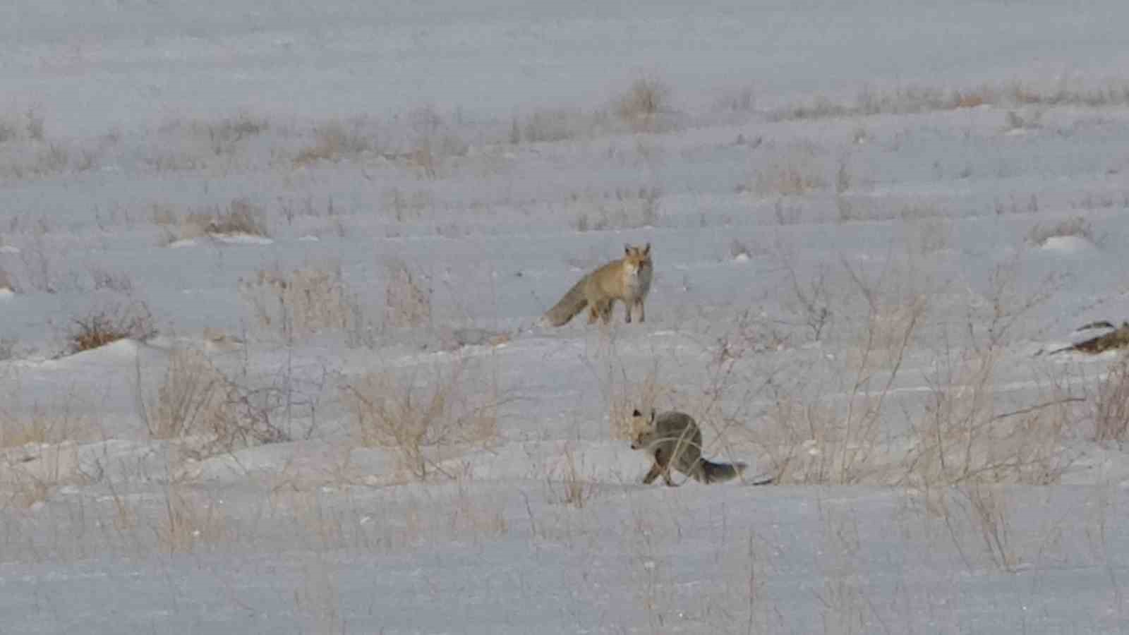 Van’da tilkilerin kar altındaki fare avı görüntülendi
