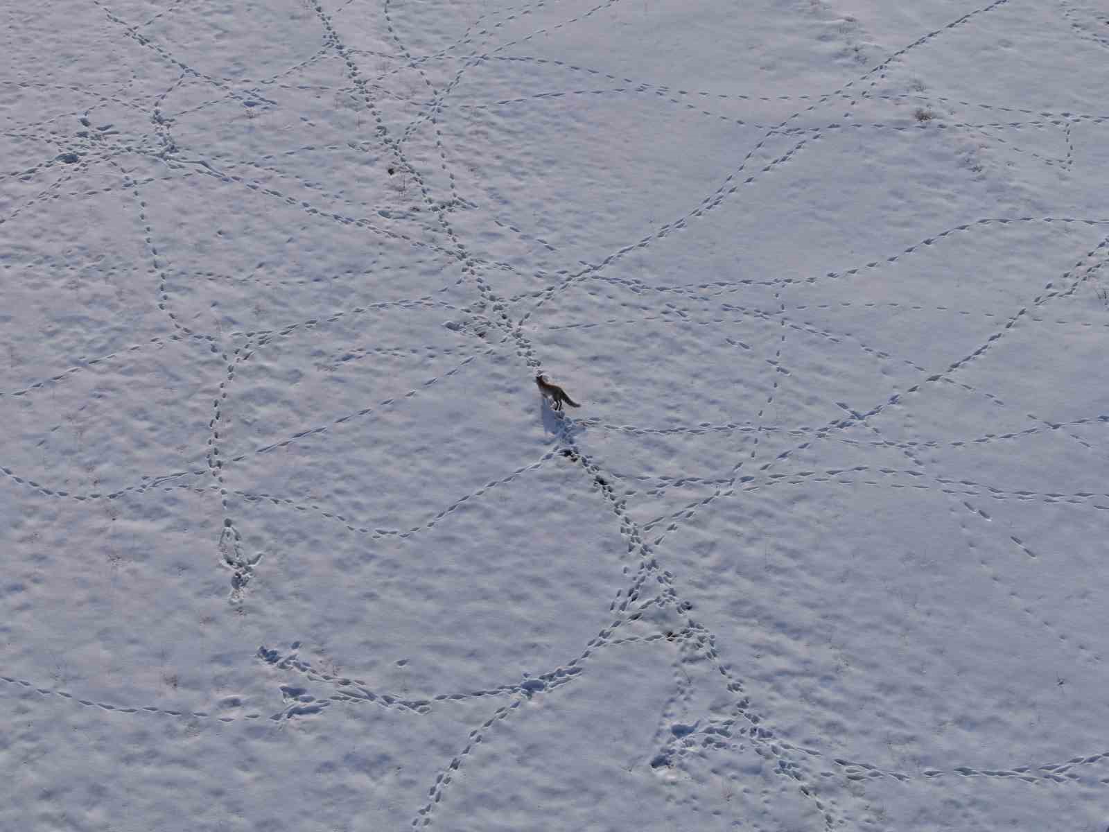 Van’da tilkinin avı dron kamerasına yansıdı
