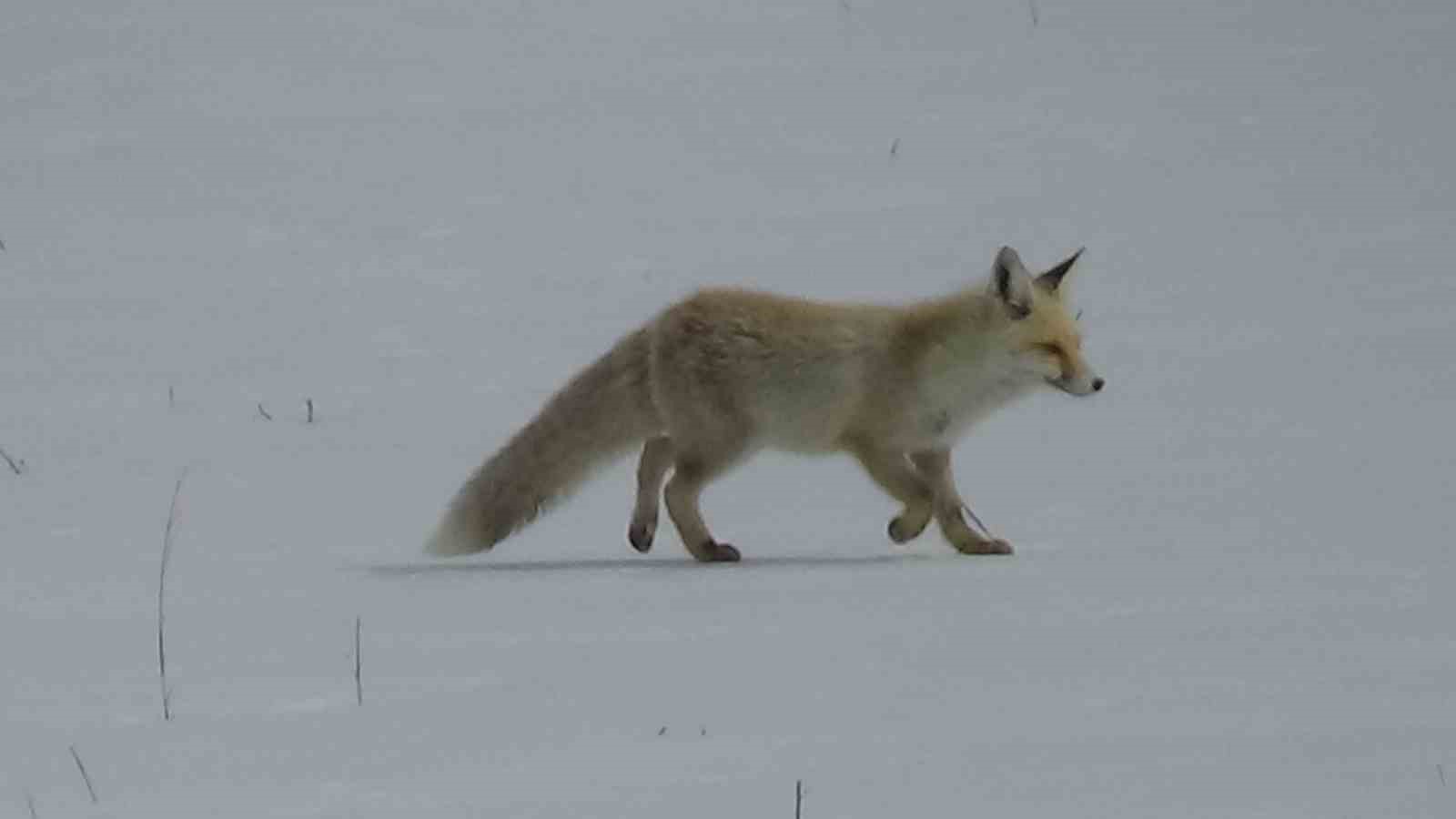 Van’da tilkinin avı dron kamerasına yansıdı
