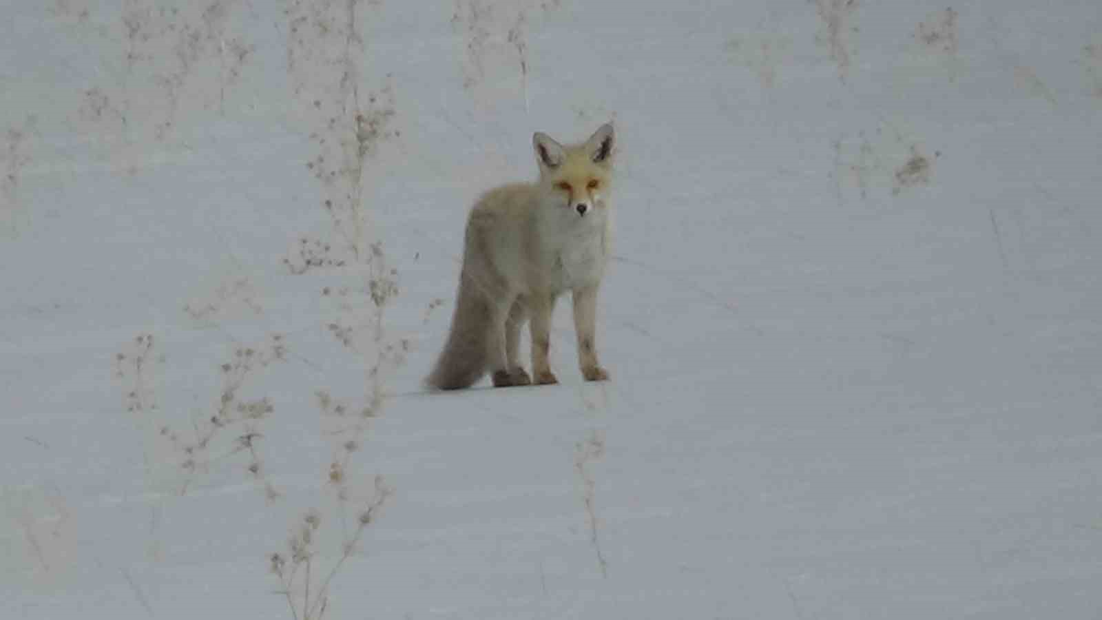 Van’da tilkinin avı dron kamerasına yansıdı
