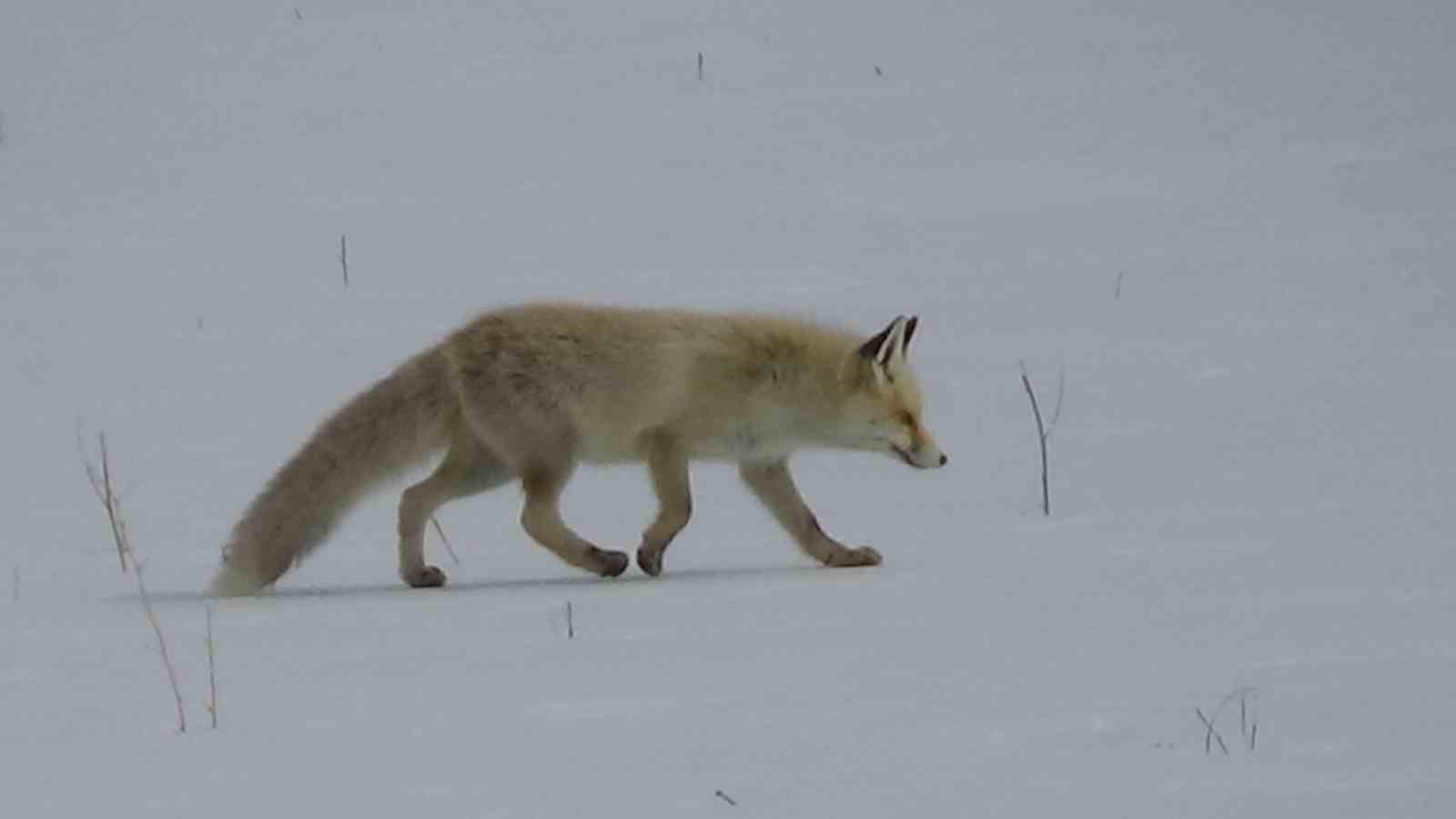 Van’da tilkinin avı dron kamerasına yansıdı
