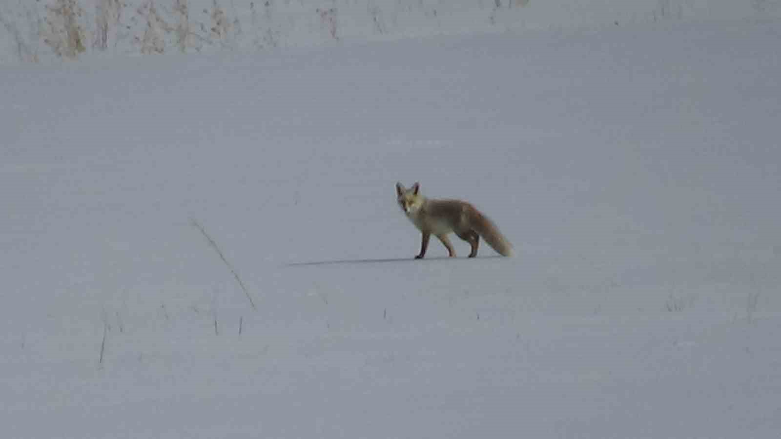 Van’da tilkinin avı dron kamerasına yansıdı
