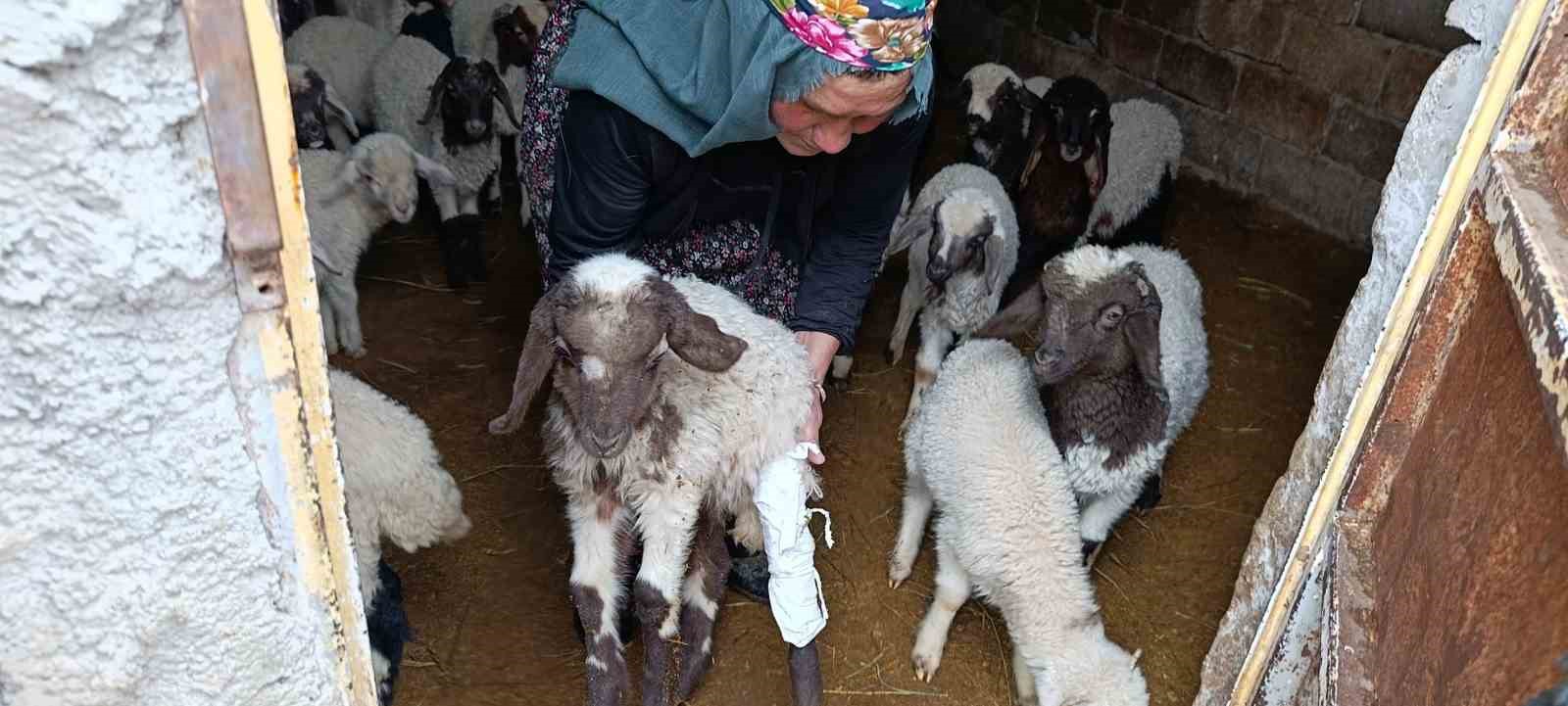 Van’daki depremde bir ahırın duvarı çöktü
