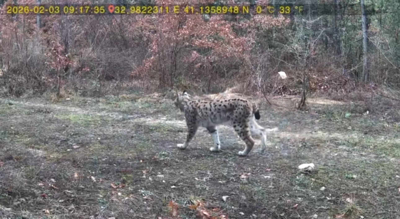 Vaşak ve karaca yavrusu fotokapanla görüntülendi
