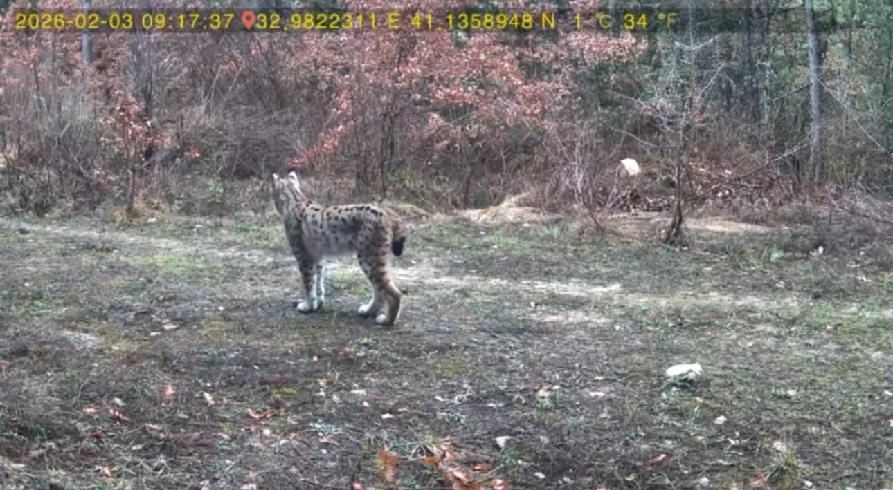 Vaşak ve karaca yavrusu fotokapanla görüntülendi
