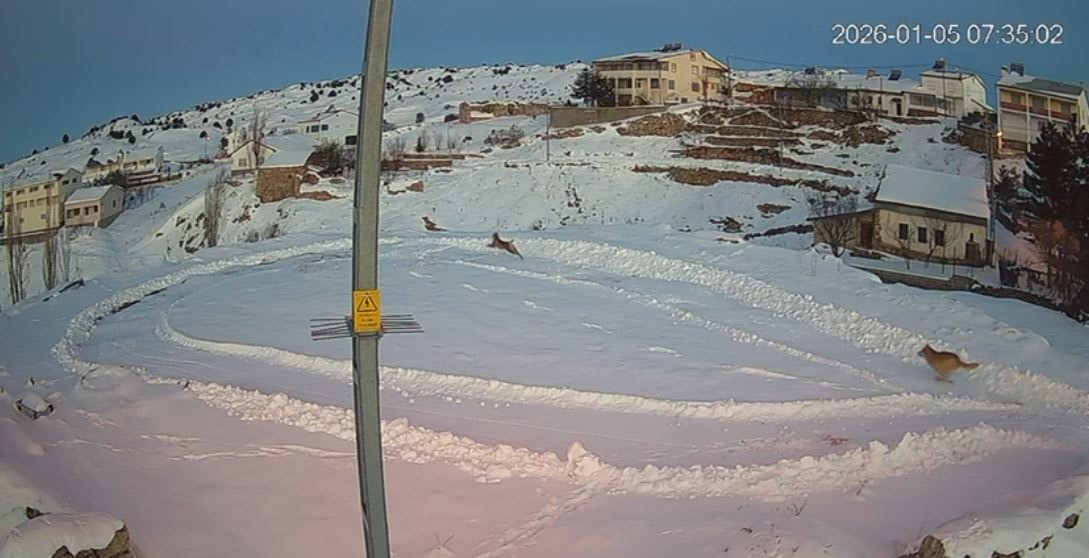 Vaşaklar ile kurtlar arasındaki kovalamaca kamerada
