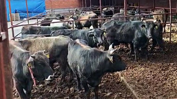 Vatandaşın çiftlik sahibi ile kurban pazarlığı renkli görüntüler oluşturdu
