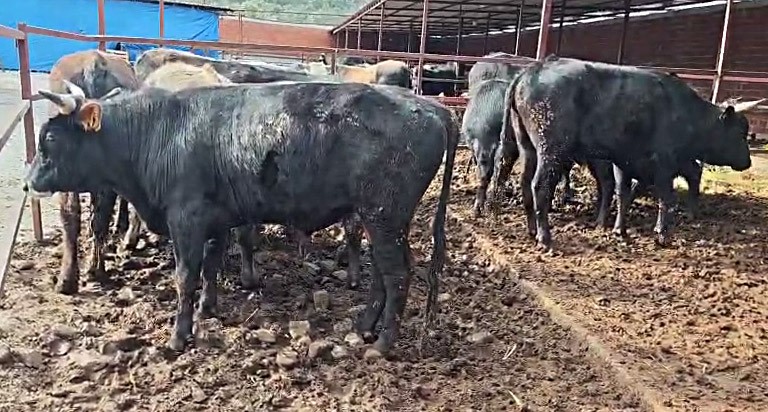 Vatandaşın çiftlik sahibi ile kurban pazarlığı renkli görüntüler oluşturdu
