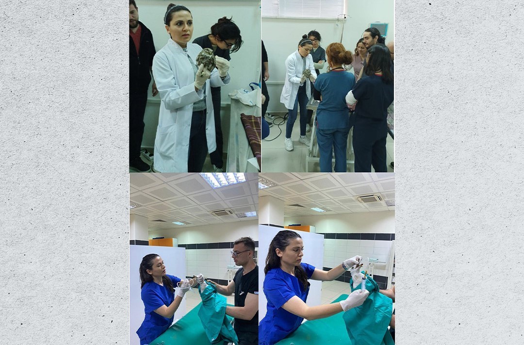 Veteriner Fakültesinde 3 bin hayvana şifa
