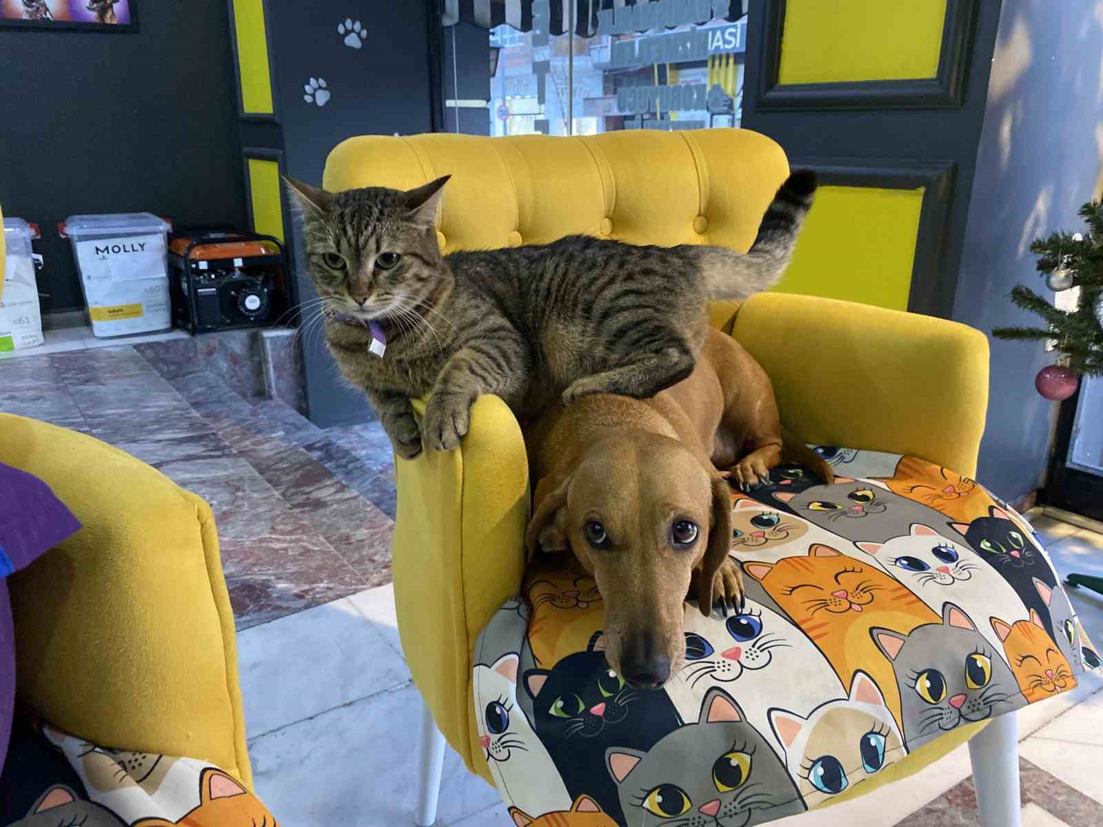 Veteriner kliniğindeki kedi ve köpek arasındaki ilginç dostluk
