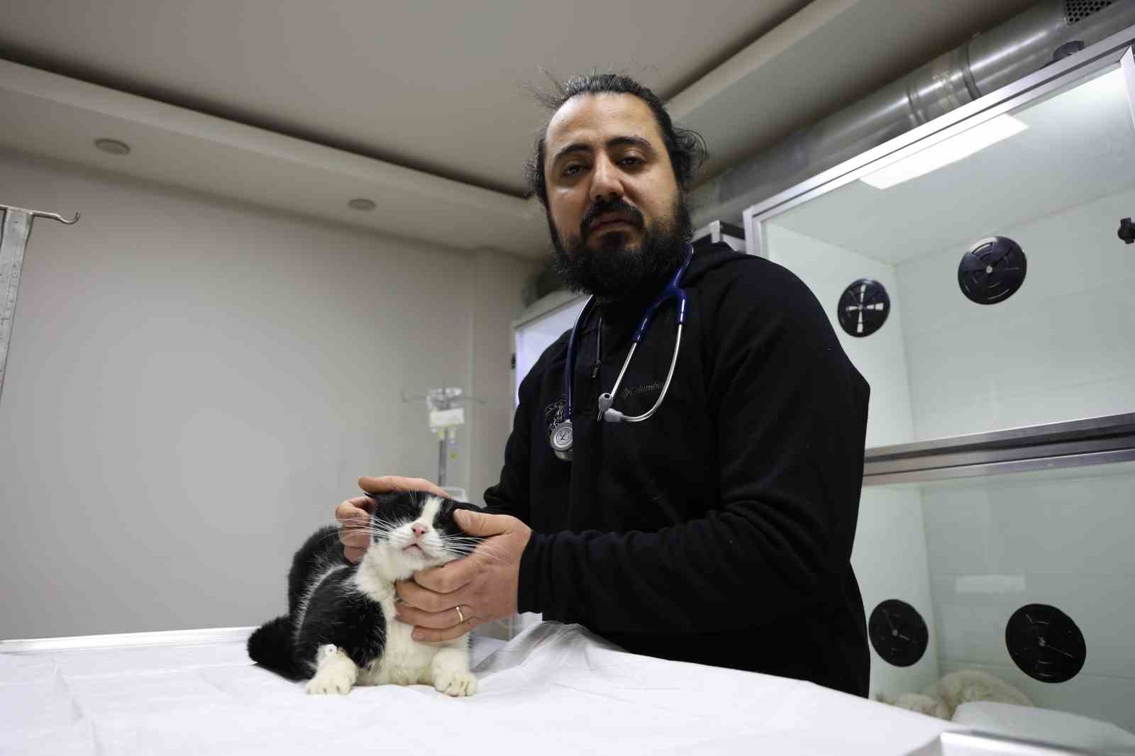 Veterinerler yangında yaralanan 11 kedinin gönüllü tedavisini üstlendi
