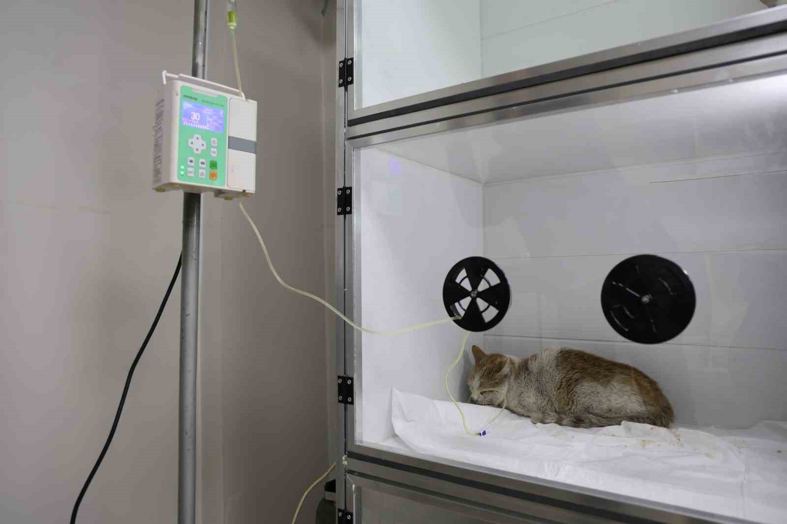 Veterinerler yangında yaralanan 11 kedinin gönüllü tedavisini üstlendi
