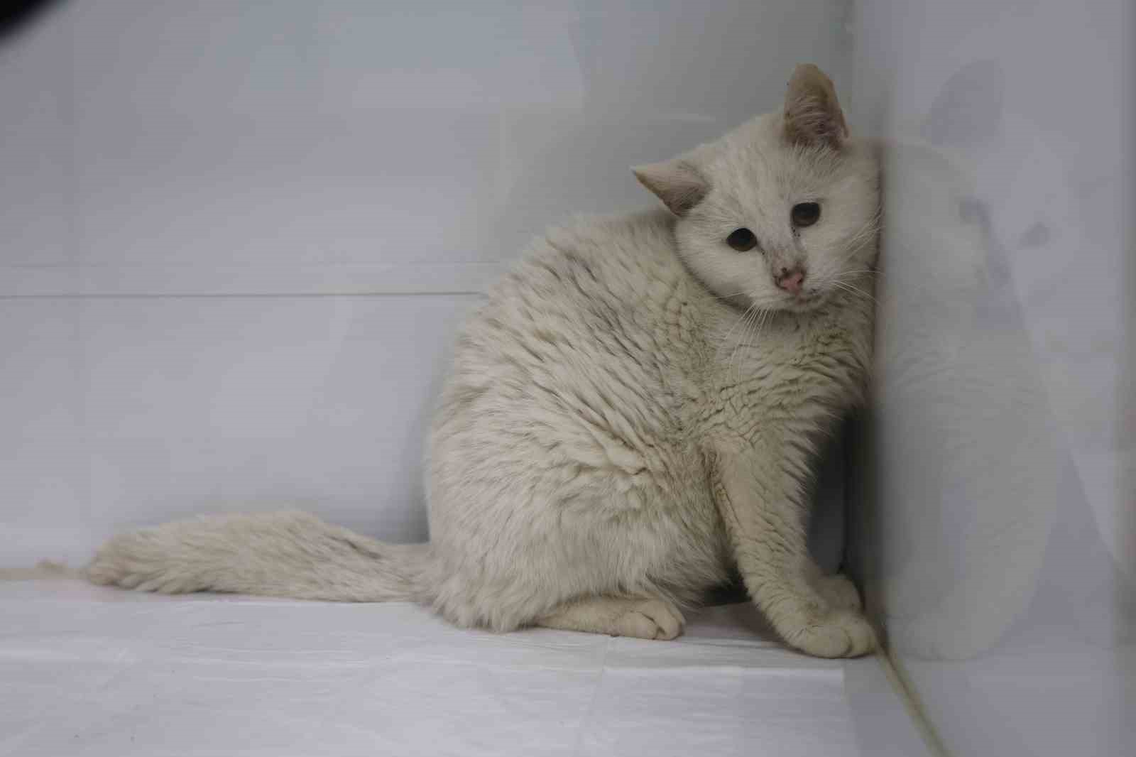 Veterinerler yangında yaralanan 11 kedinin gönüllü tedavisini üstlendi
