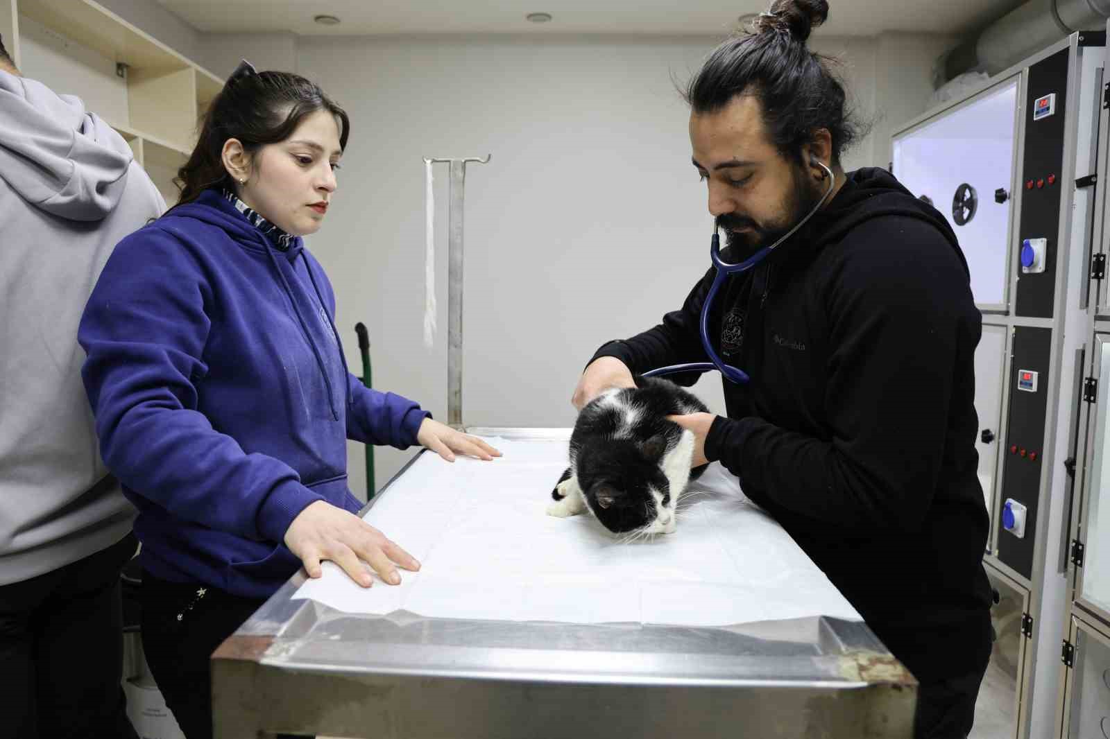 Veterinerler yangında yaralanan 11 kedinin gönüllü tedavisini üstlendi
