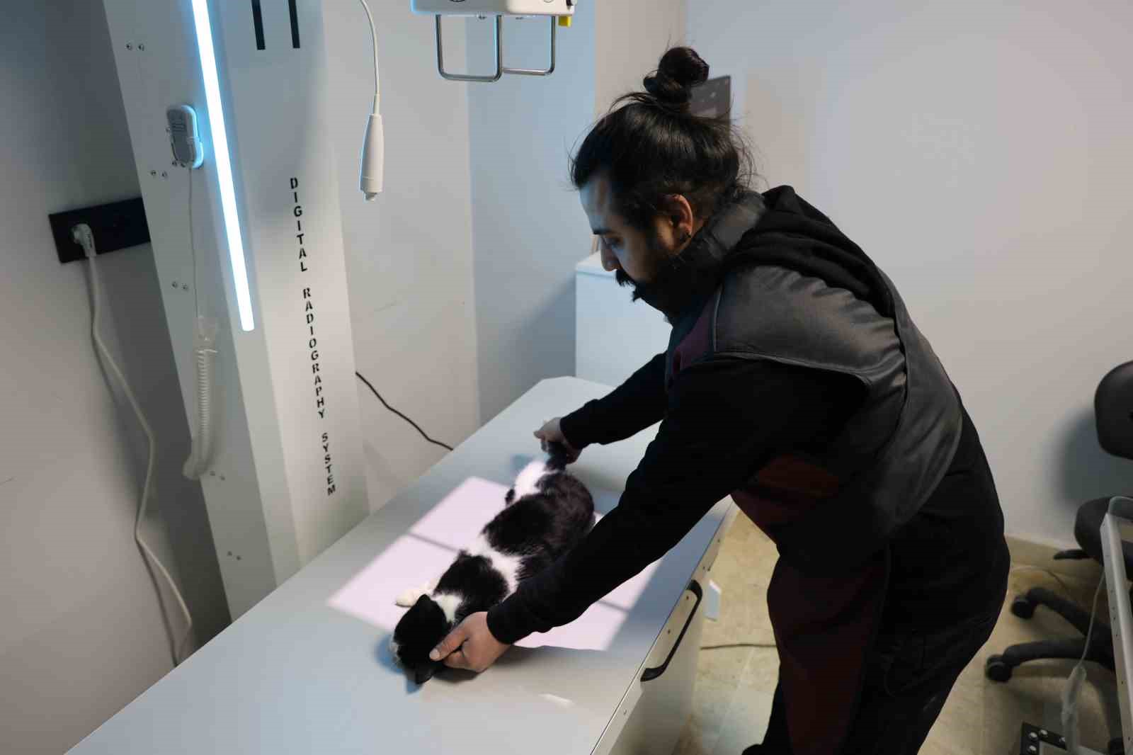 Veterinerler yangında yaralanan 11 kedinin gönüllü tedavisini üstlendi
