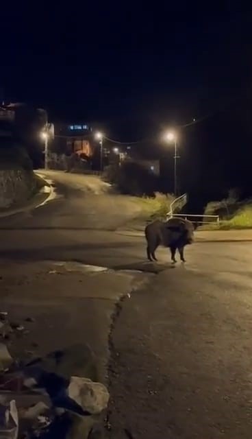 Yaban domuzları yerleşim alanında yiyecek aradı
