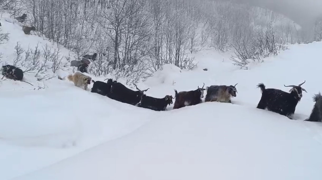 Yaban domuzunun saldırısına uğrayan çoban kameraya yansıdı
